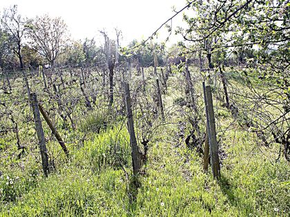 Купить ID2212 Дом с участком земли в селе Горица в Болгарии